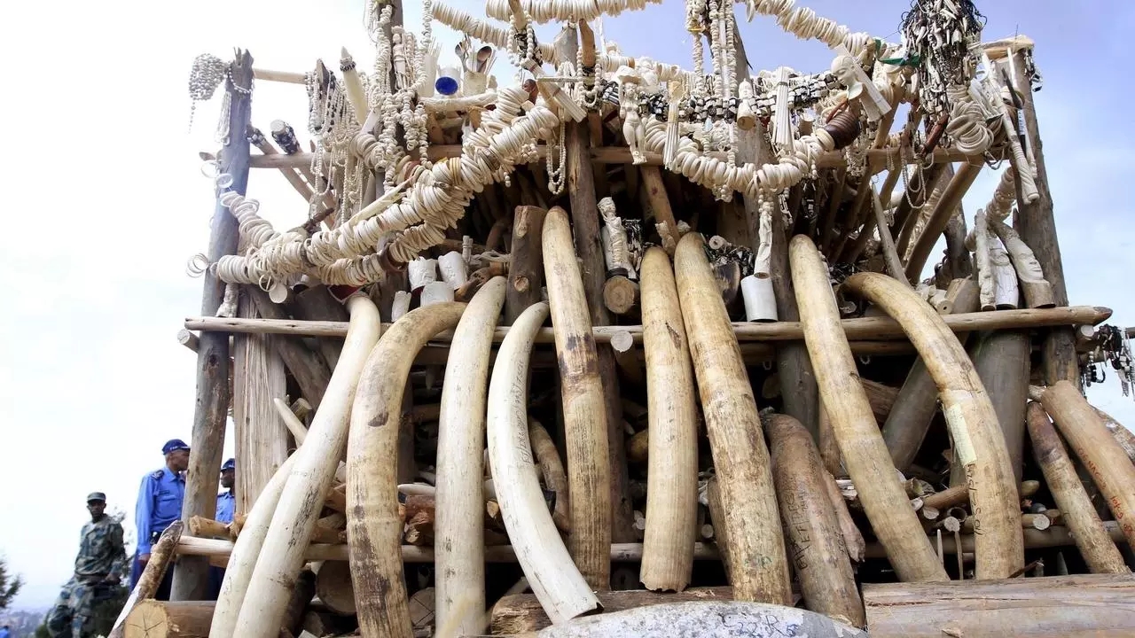 Kenya: Arrestation d’un important trafiquant de drogue, d’ivoire et d’espèces menacées