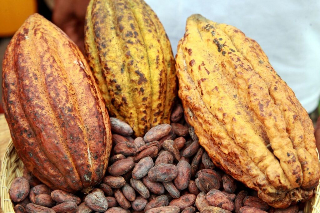 Ghana cacao